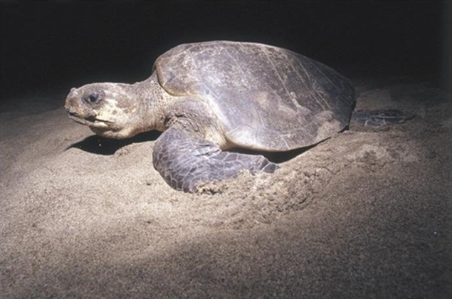 La tortuga golfina en la costa de oaxaca